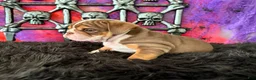 English Bulldog dogs for sale: Nugget - Ad 2