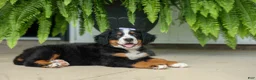 Bernese Mountain Dog dogs for sale: SOPHIE - Ad 17