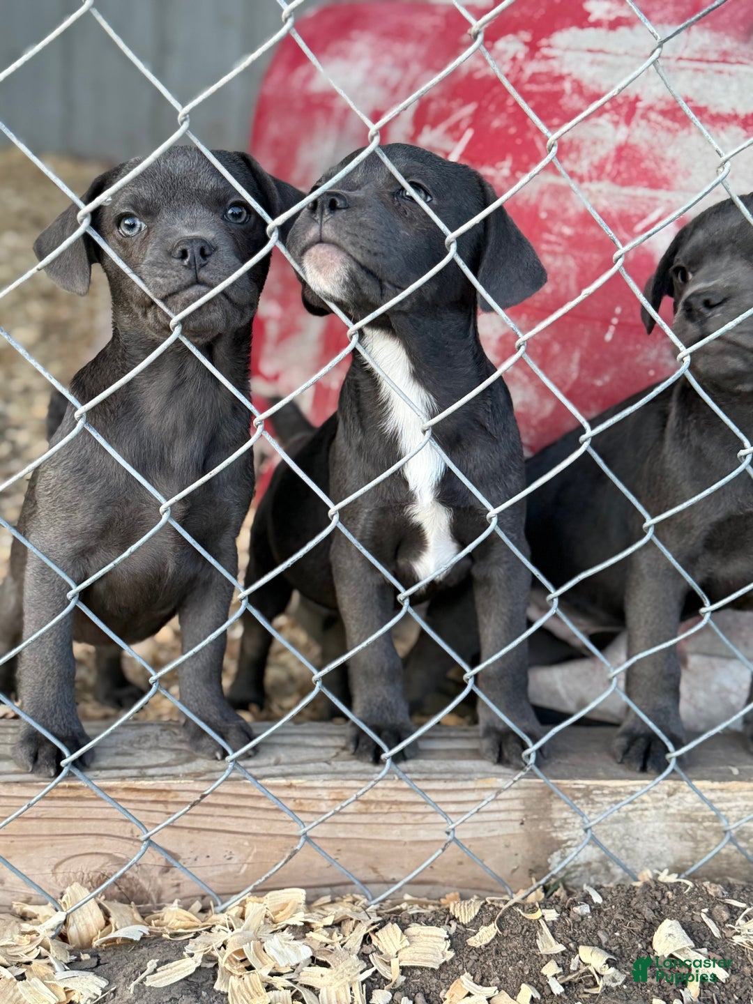 Mixed Breed dogs for sale: Bakunin (Kuni) - Ad 16