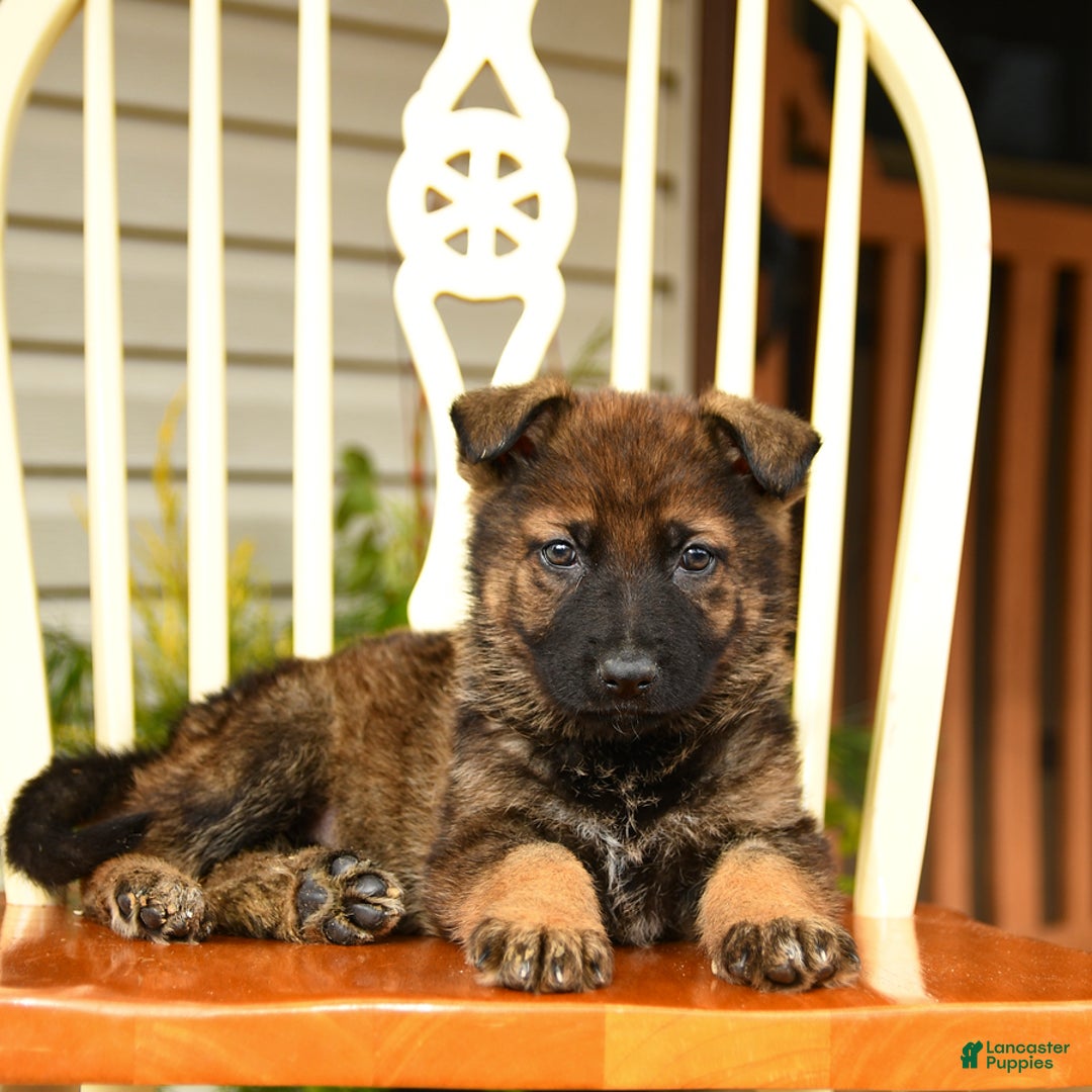 German Shepherd dogs for sale: Starlight - Ad 3