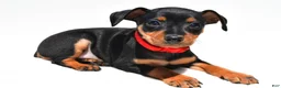 Miniature Pinscher dogs for sale: Bennett - Ad 6