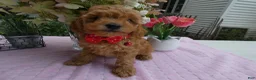 Toy Poodle dogs for sale: Toy Poodle 1 Milly - Ad 3