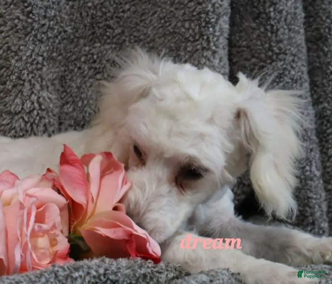 Bichpoo dogs for sale: Emmy - Ad 3