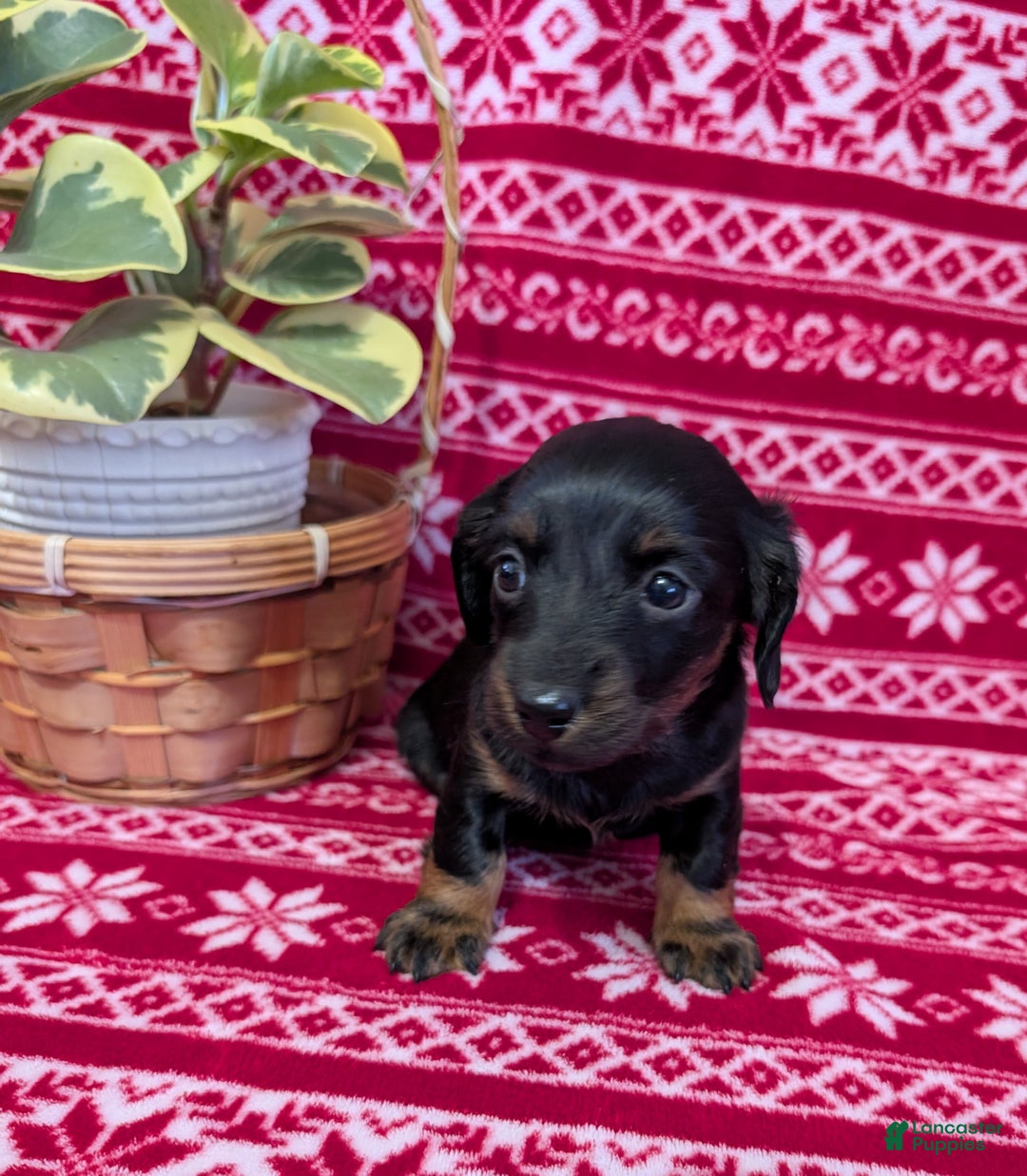 Miniature Dachshund dogs for sale: Alice  - Ad 3