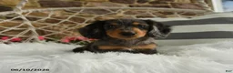 Dachshund dogs for sale: Jackson - Ad 5