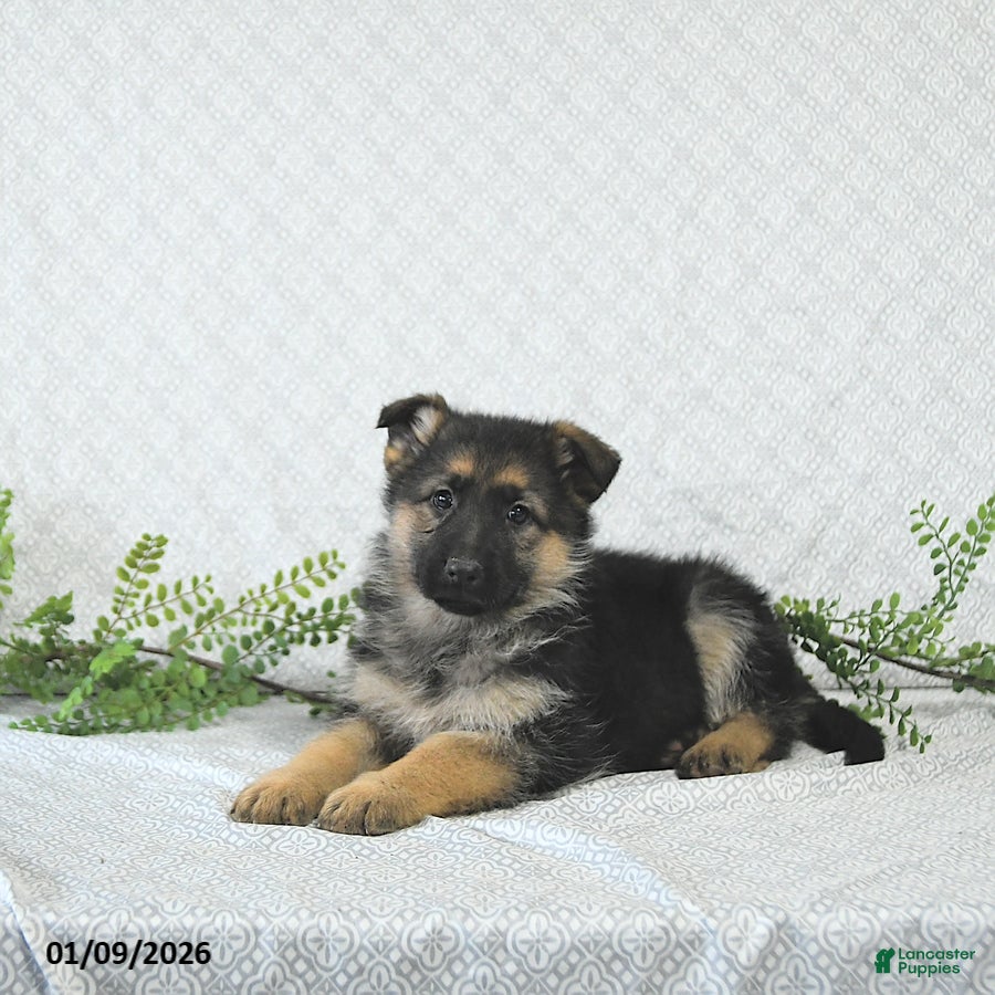 German Shepherd dogs Lexi  - Ad 35