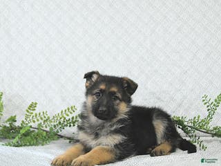 German Shepherd dogs Lexi - Ad 35