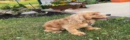 Cocker Spaniel dogs for sale: Tanya - Ad 5
