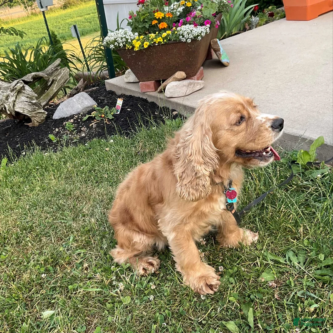 Cocker Spaniel dogs for sale: Tanya - Ad 5