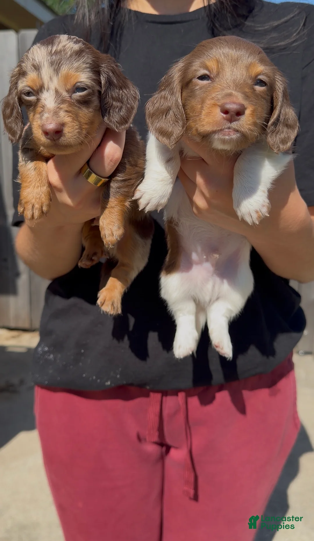 Dachshund dogs for sale: Dachshund Puppy 4 - Ad 1