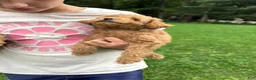 Mini Goldendoodle dogs for sale: Gunner  - Ad 8