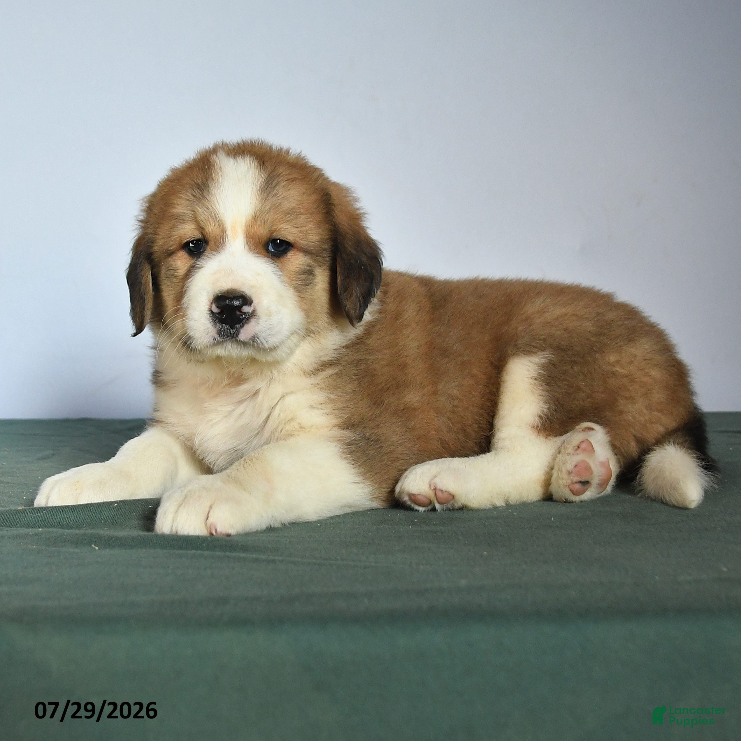 Mixed Breed dogs Chester - Ad 2