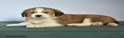 Mixed Breed dogs for sale: Chester - Ad 2