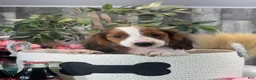 Dachshund dogs for sale: Duke - Ad 2