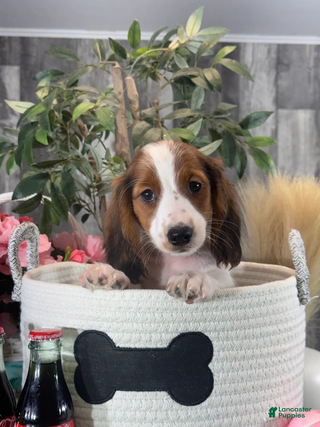 Dachshund dogs for sale: Duke - Ad 2