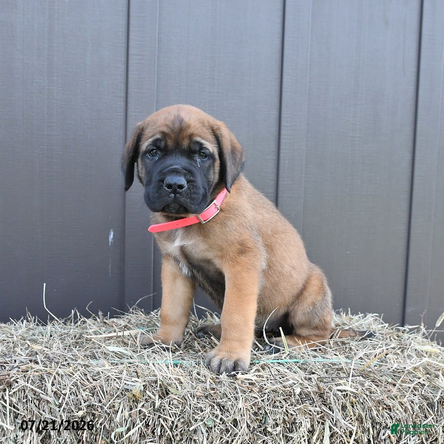 English Mastiff dogs Misty - Ad 2