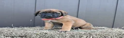 English Mastiff dogs for sale: Misty - Ad 2