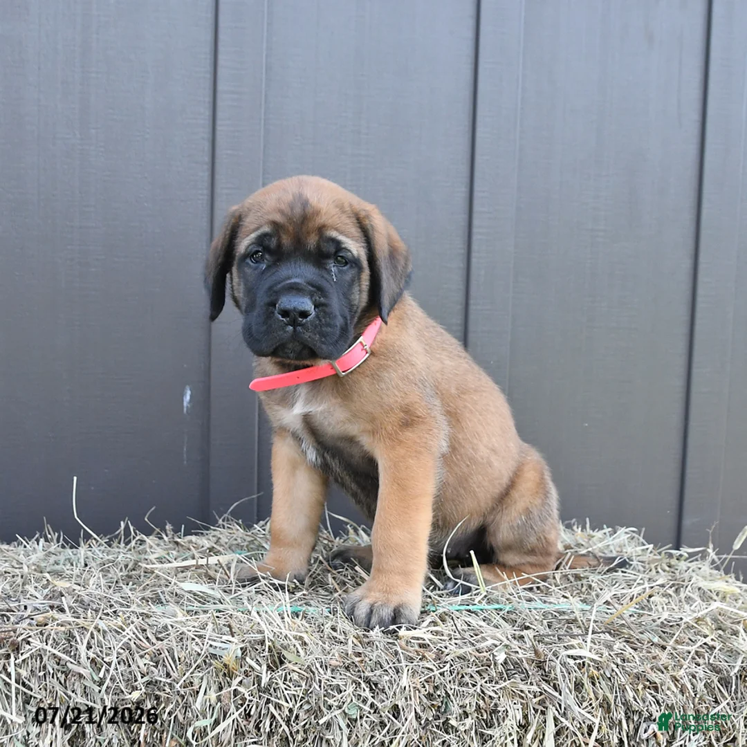 English Mastiff dogs for sale: Misty - Ad 2