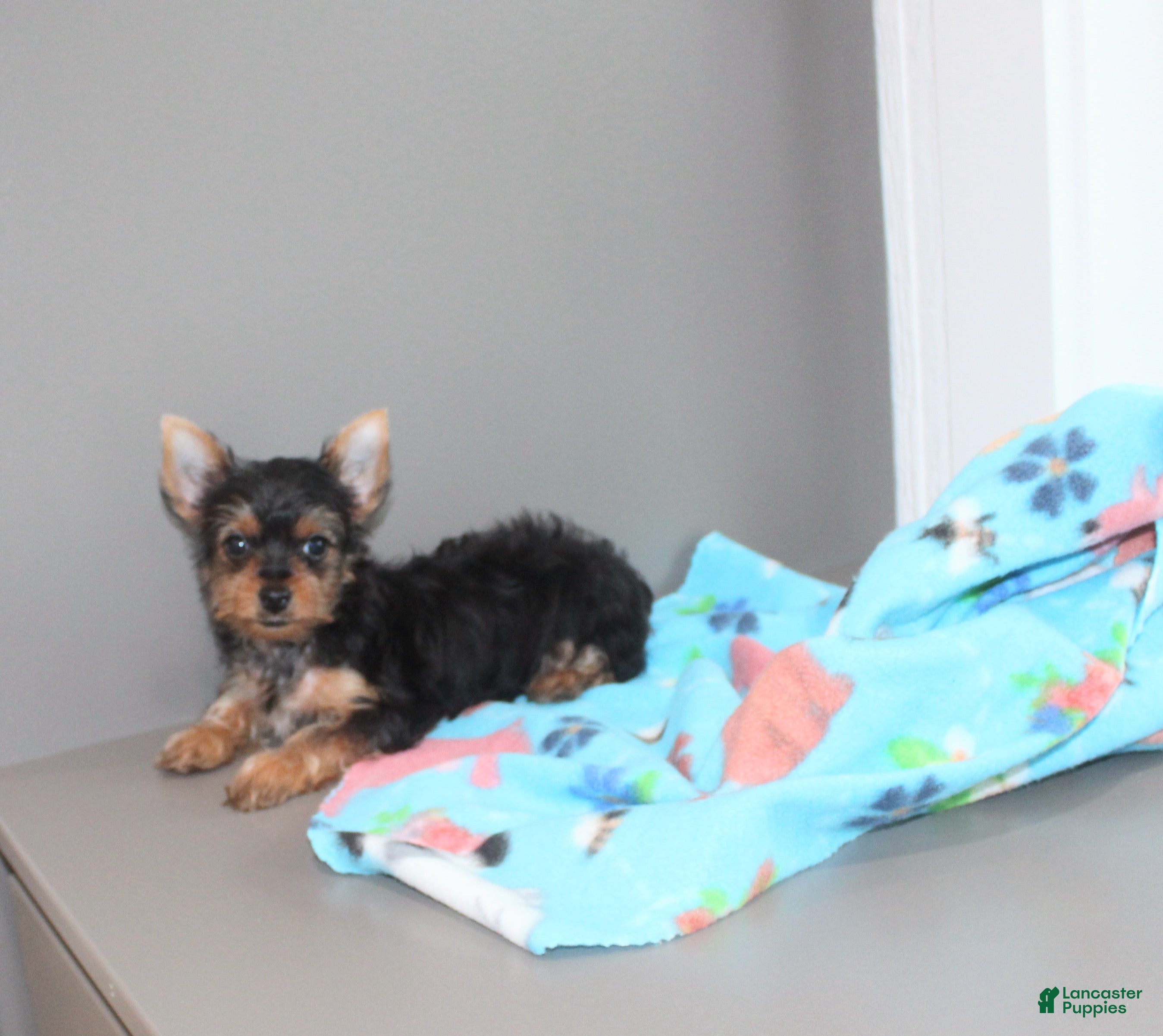 Yorkshire Terrier dogs Pluto - Ad 1
