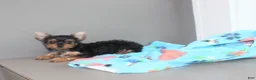 Yorkshire Terrier dogs for sale: Pluto - Ad 1