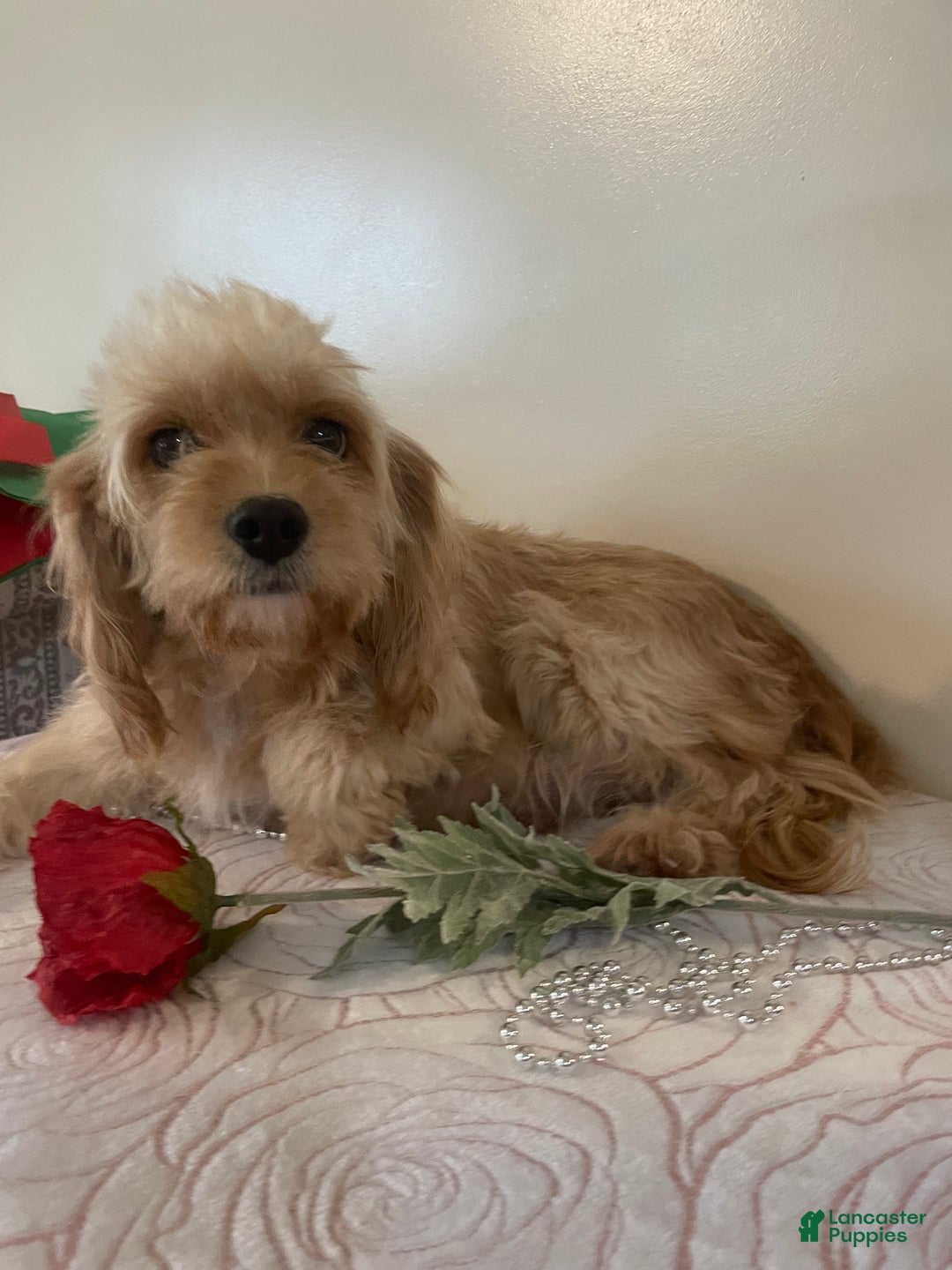 Cavapoo dogs for sale: Carmel - Ad 5