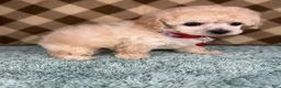 Toy Poodle dogs for sale: Milo (Tiny teacup) - Ad 2