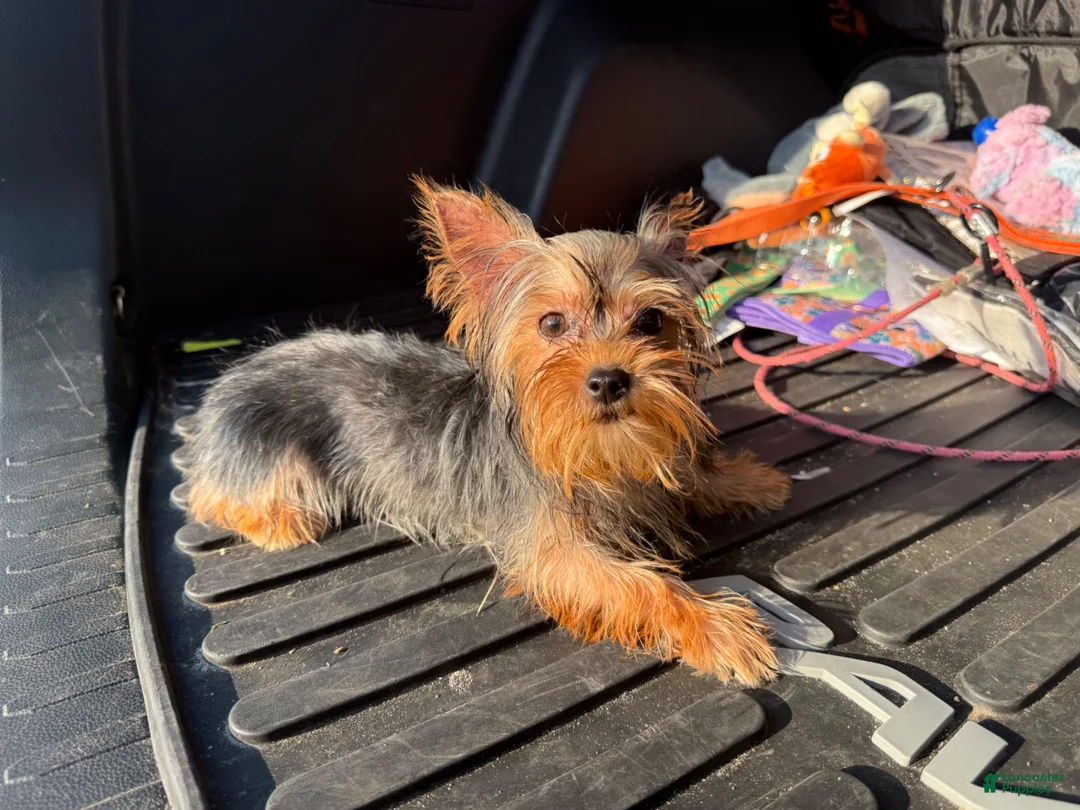 Yorkshire Terrier dogs for sale: Lily - Ad 2