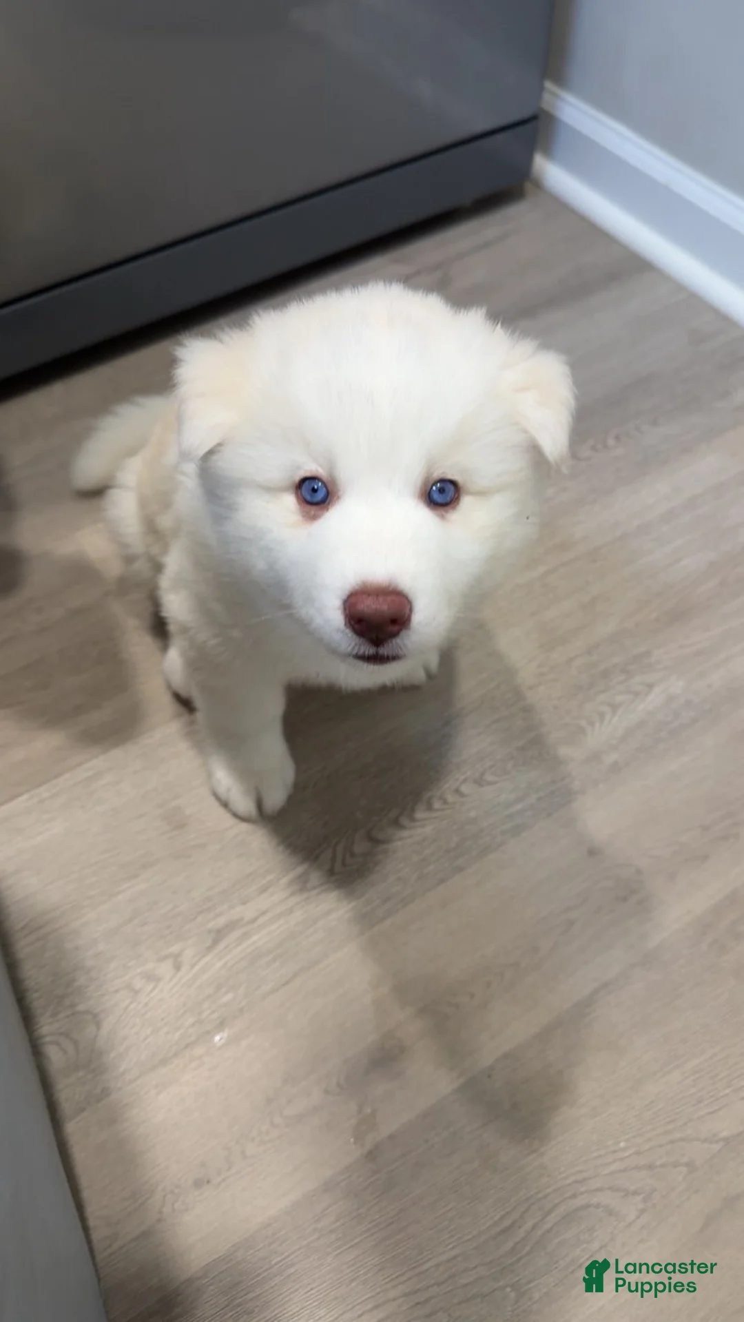 Siberian Husky dogs for sale: Marshmallow  - Ad 2