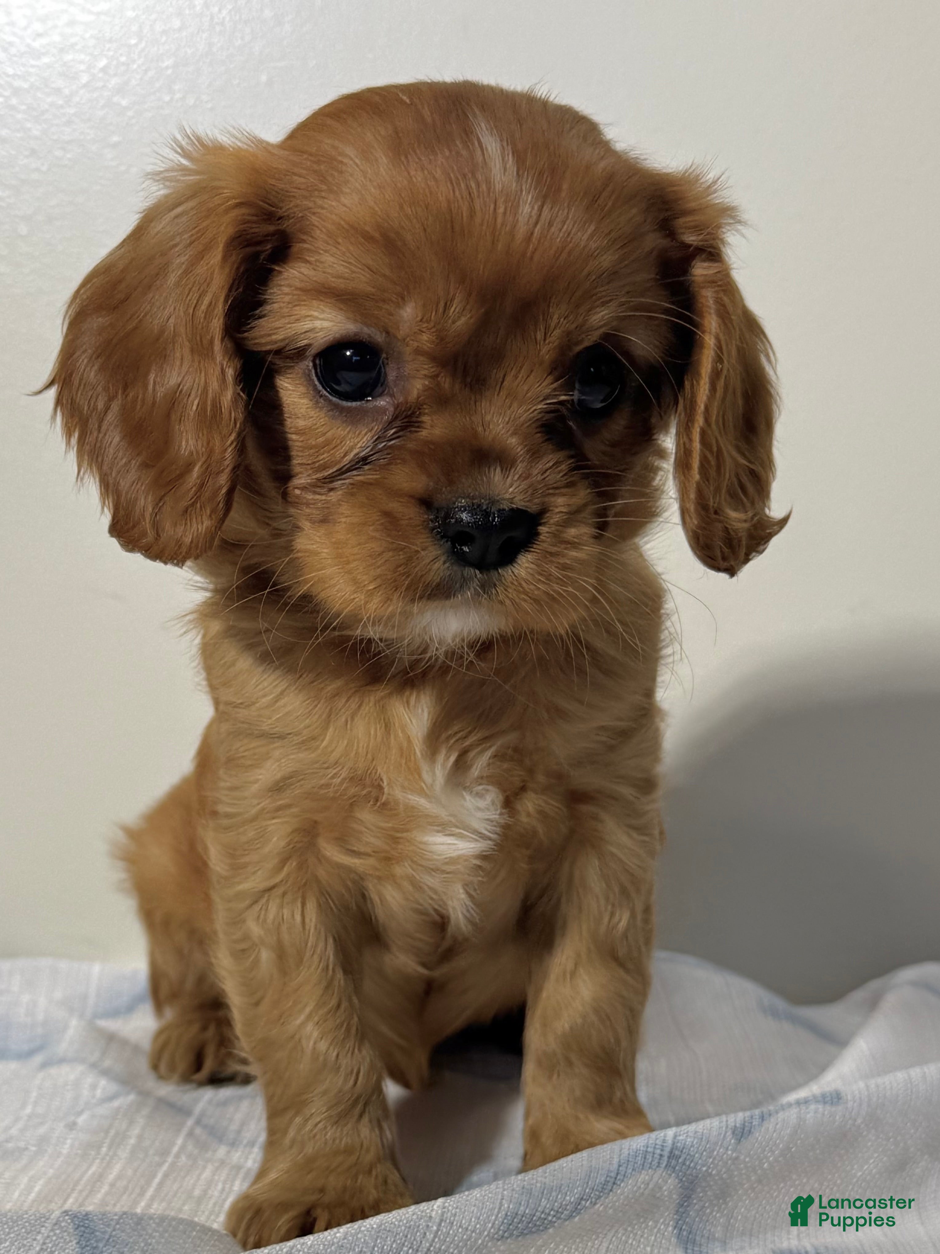 Cavalier King Charles Spaniel dogs Sunny Cavalier King Charles Spaniel  - Ad 2