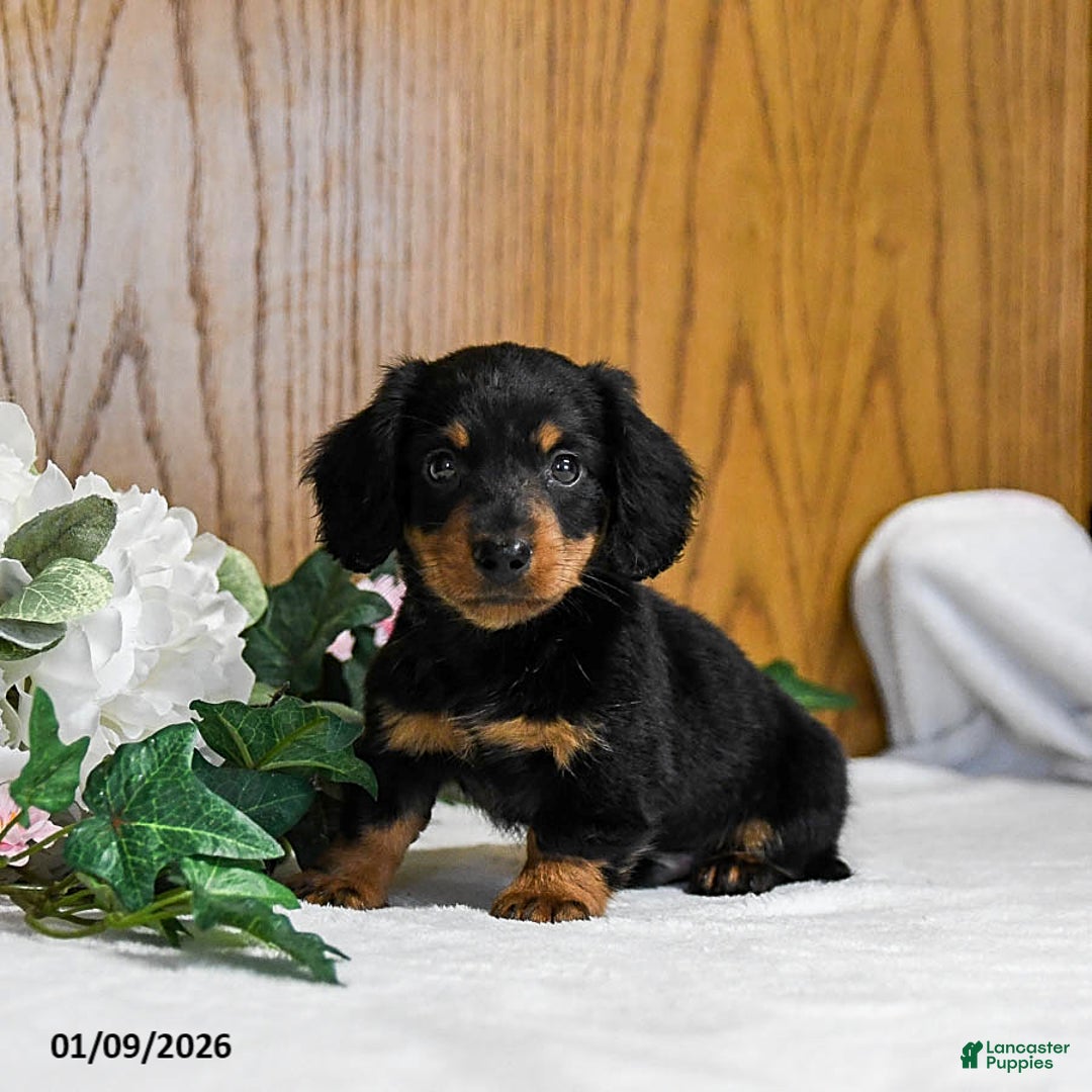 Miniature Dachshund dogs for sale: Larson - Ad 3