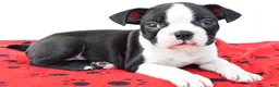 Boston Terrier dogs for sale: Ranger - Ad 4