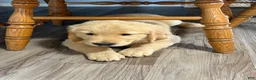 Golden Retriever dogs for sale: Shawn - Ad 4