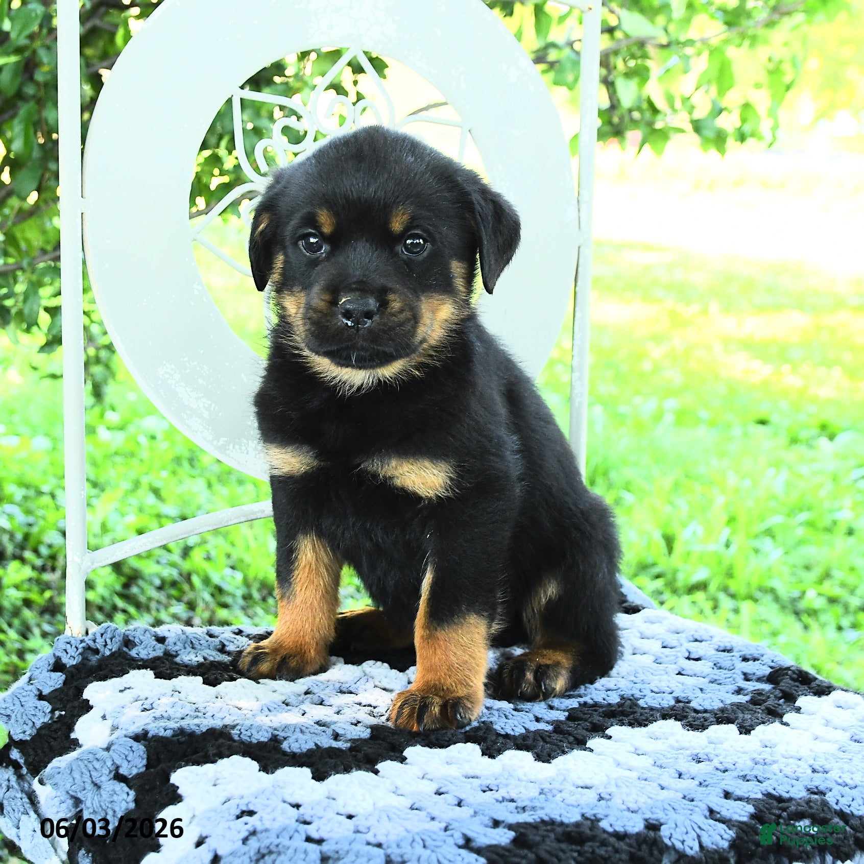 Rottweiler dogs Jason - Ad 2