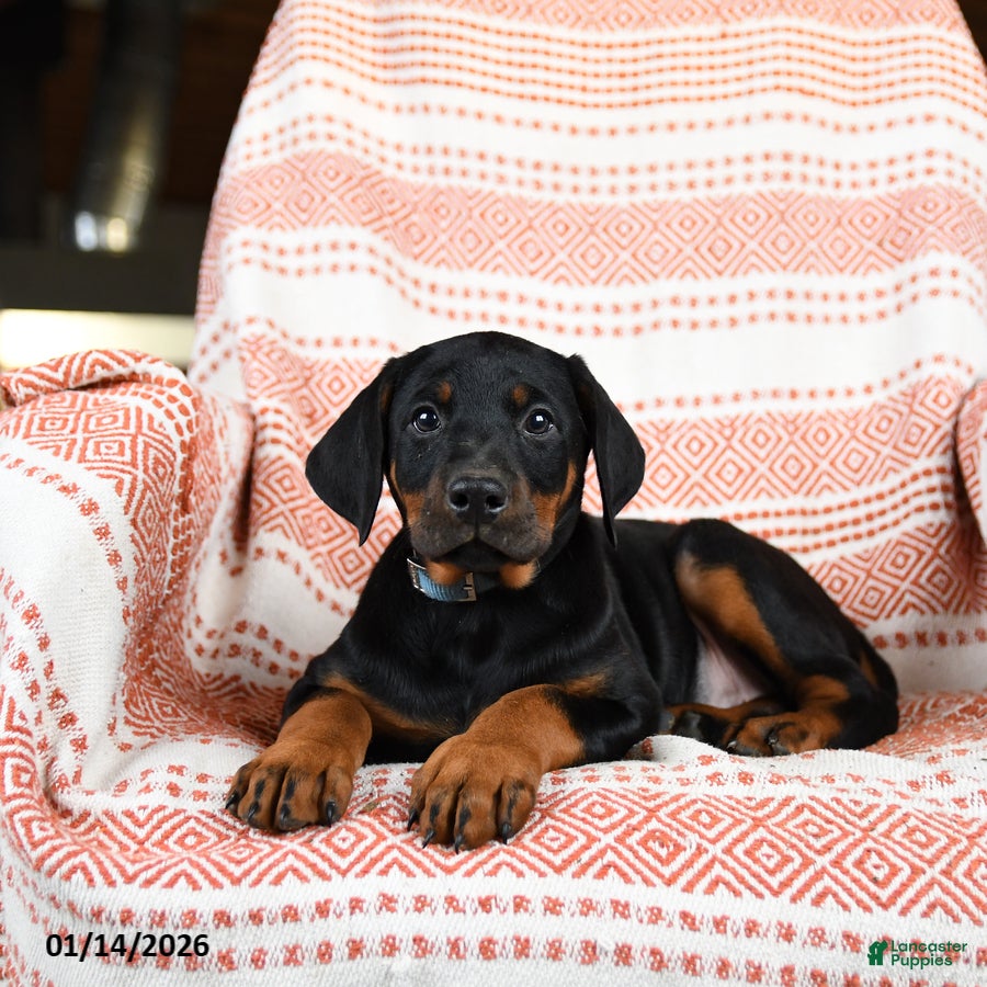 Doberman Pinscher dogs Aurora - Ad 32