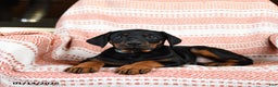 Doberman Pinscher dogs for sale: Aurora - Ad 1
