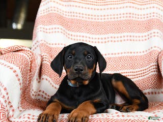 Doberman Pinscher dogs Aurora - Ad 32