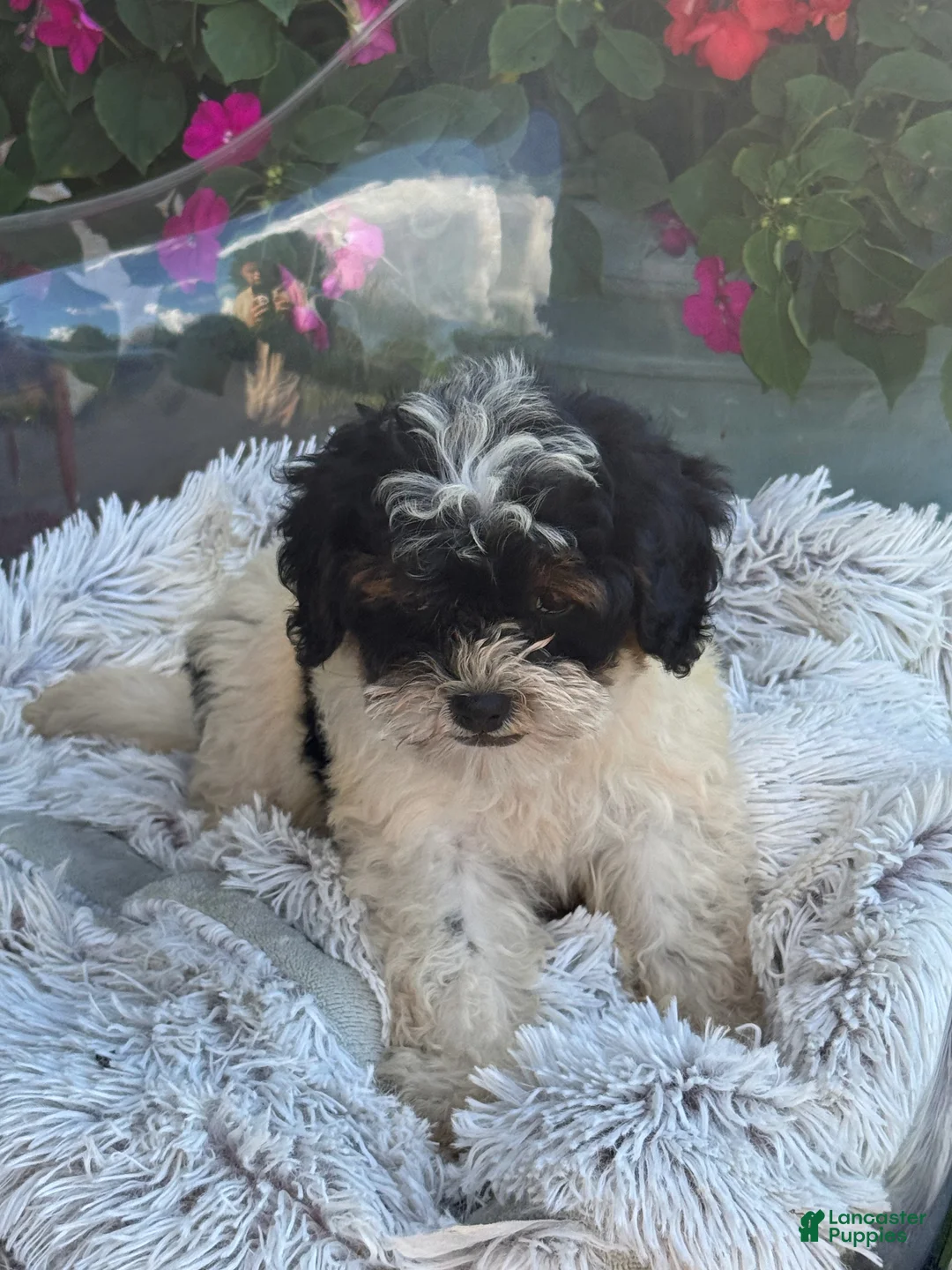 Mini Bernedoodle dogs for sale: Bonnie - Ad 2