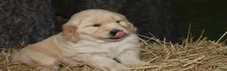 Golden Retriever dogs for sale: Gabby - Ad 6