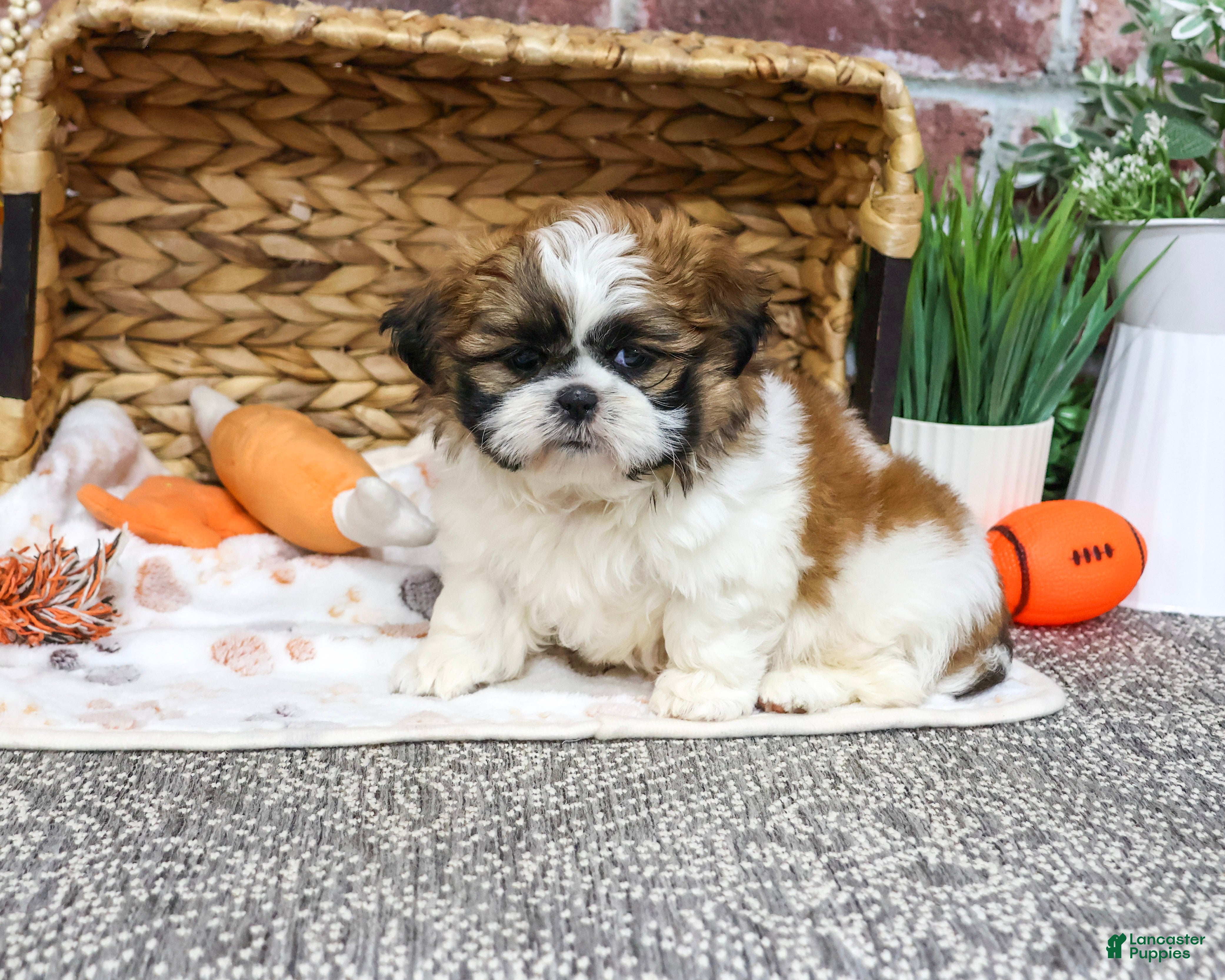 Shih Tzu dogs for sale: Lion - Ad 1