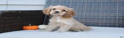 Cocker Spaniel dogs for sale: Flame - Ad 5