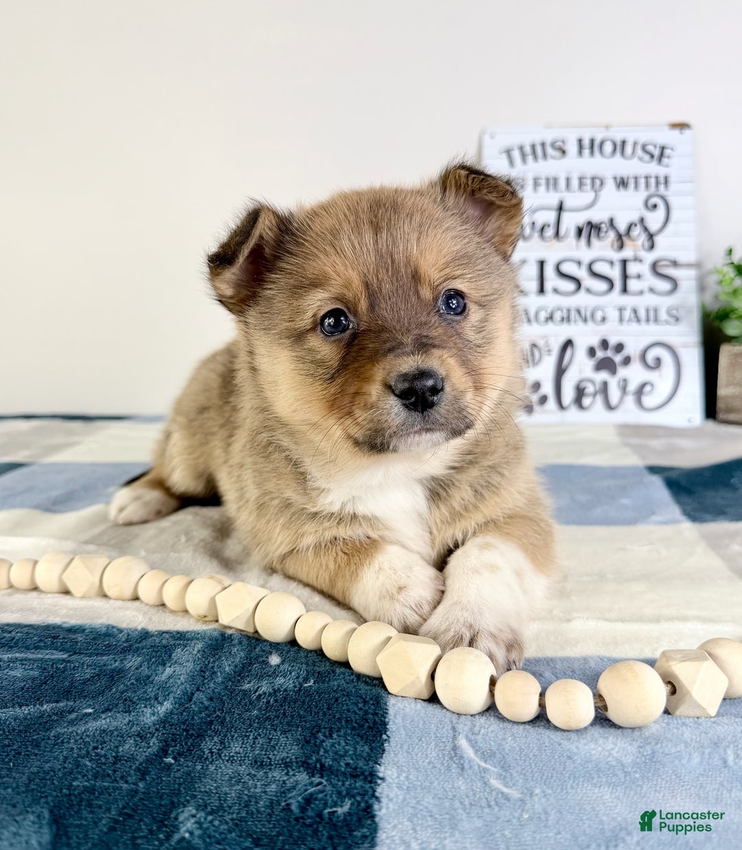 Mixed Breed dogs for sale: Peyton - Ad 2