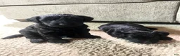 Yorkiepoo dogs for sale: Pepper - Ad 3