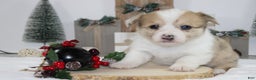 Welsh Corgi Pembroke dogs for sale: Bella - Ad 2