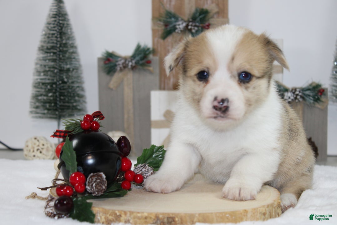 Welsh Corgi Pembroke dogs for sale: Bella - Ad 2