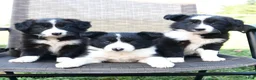 Border Collie dogs for sale: Tina - Ad 3