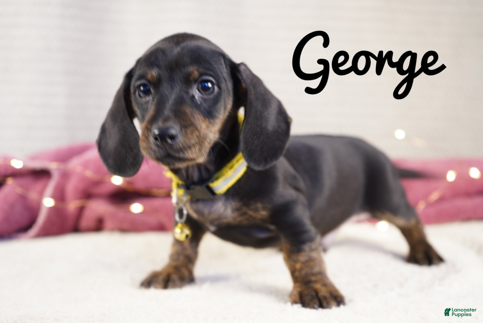 Dachshund dogs George  - Ad 2