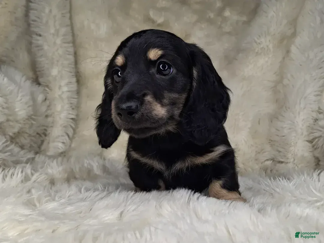 Miniature Dachshund dogs for sale: Miniature Dachshund Male  - Ad 3