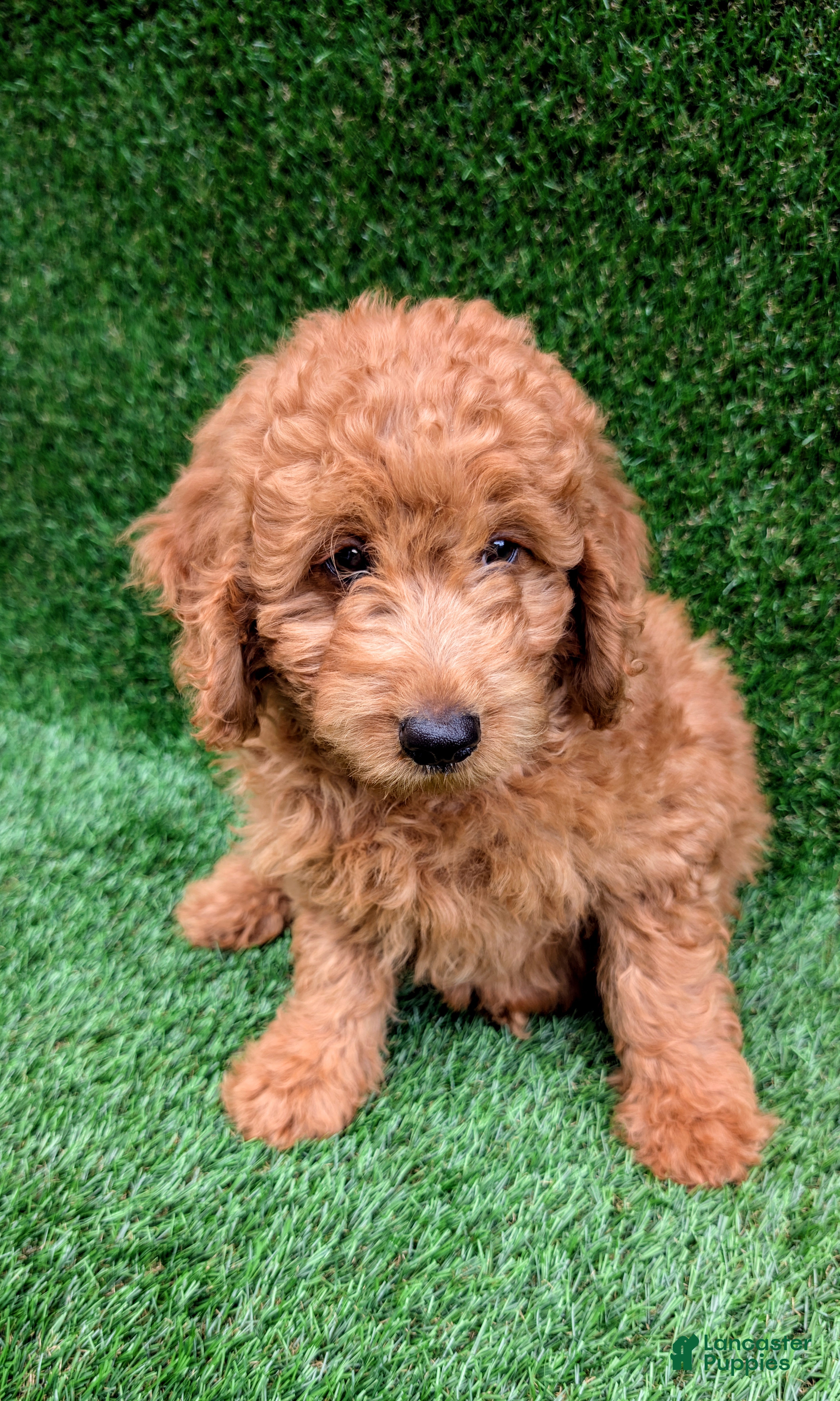Mini Goldendoodle dogs Max  - Ad 2