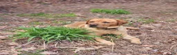 Labrador Retriever dogs for sale: Labrador Retriever- Lily - Ad 2