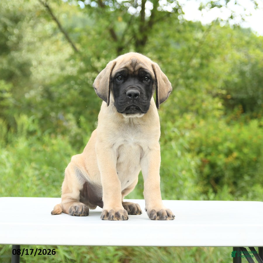 English Mastiff dogs Moose - Ad 1